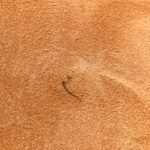 Box Calfskin Medium Bobby Flap Camel - Image 11